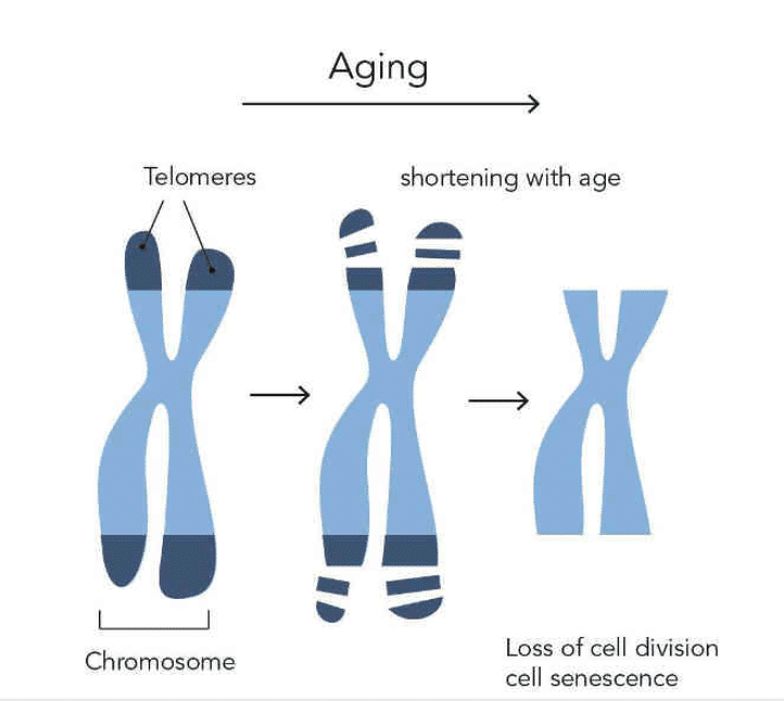 Telomere